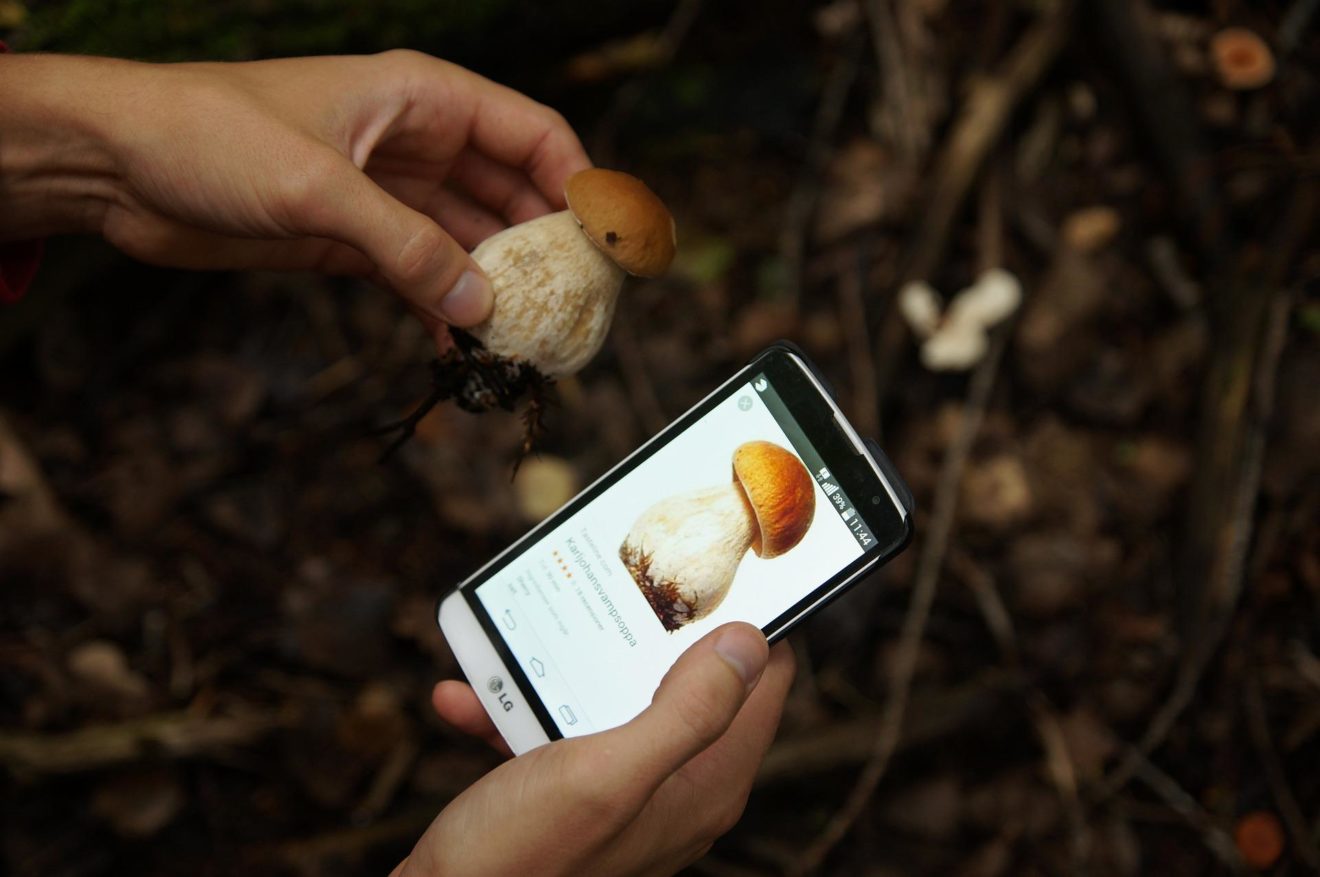 Les meilleures applications pour la cueillette des champignons