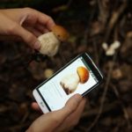 Les meilleures applications pour la cueillette des champignons