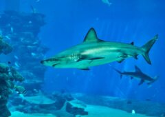 requins brésil cocaine drogue trafic eau océan
