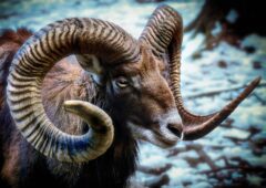 mouflon 3024471_1920