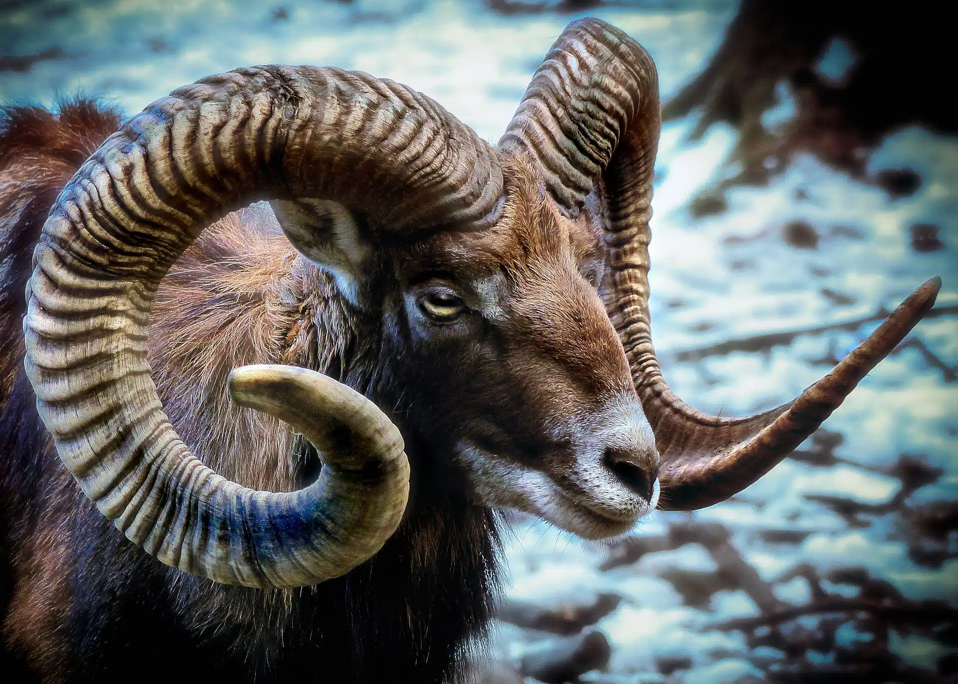 mouflon des montagnes