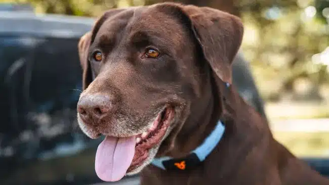 chien portant le collier intelligent Shazam Band