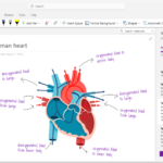 OneNote pour Windows 10 : c’est fini, ou pas…